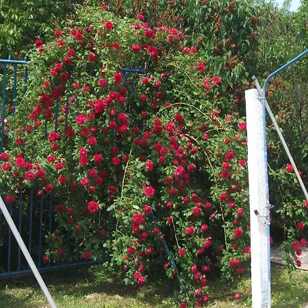 Üdülőpark Angela Farm Naturista Camping & Bungalowpark Nemesbükk